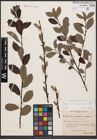 Foto von Salix aurita L. x Salix nigricans Sm. x Salix phylicifolia L.